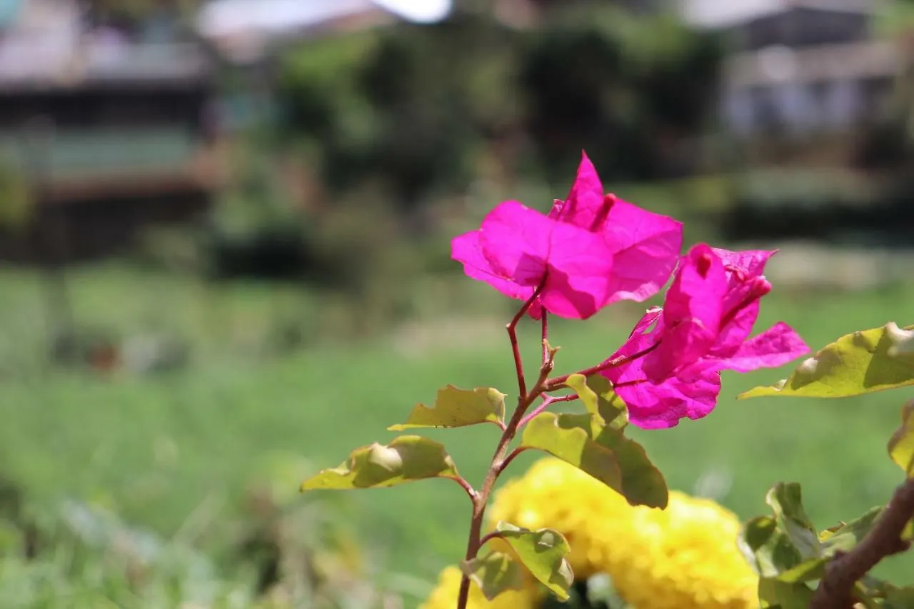 Guest house Zion White House Hotel Nuwara Eliya